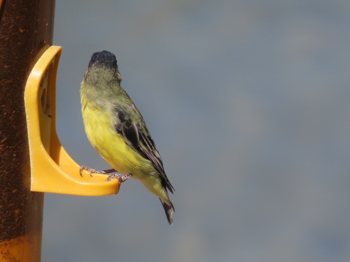 ML479951971 - Lesser Goldfinch - Macaulay Library