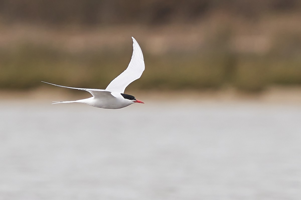 South American Tern - ML479952371