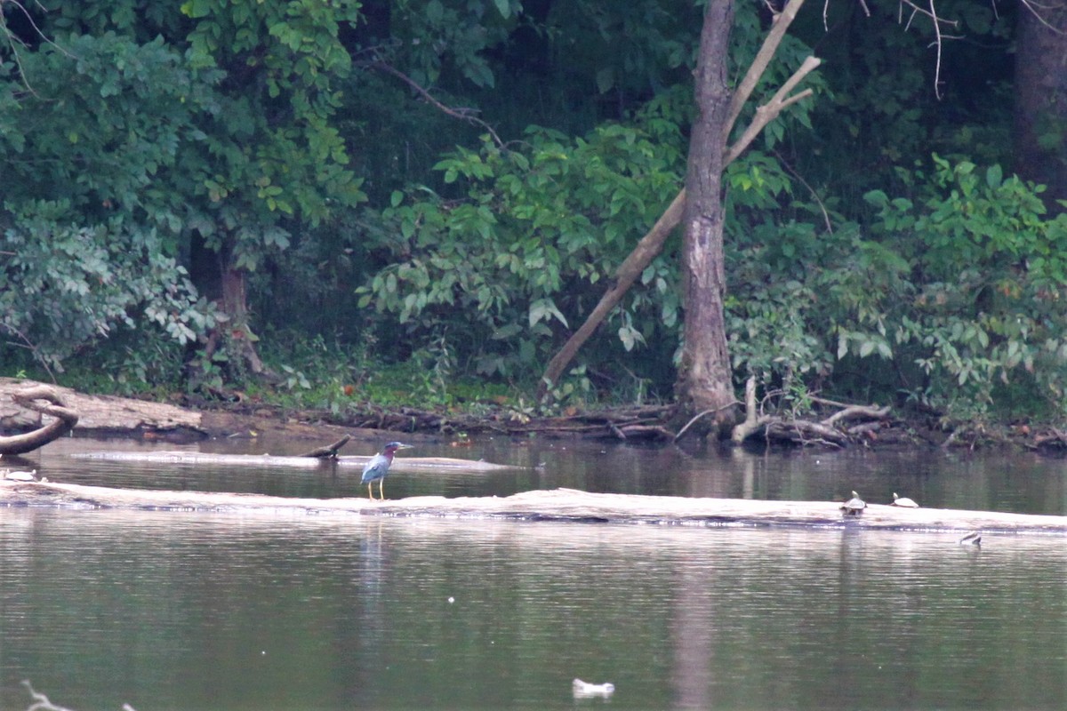 Green Heron - ML479953141