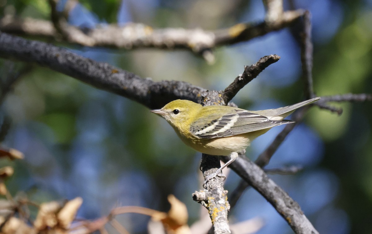 Bay-breasted Warbler - ML479953221