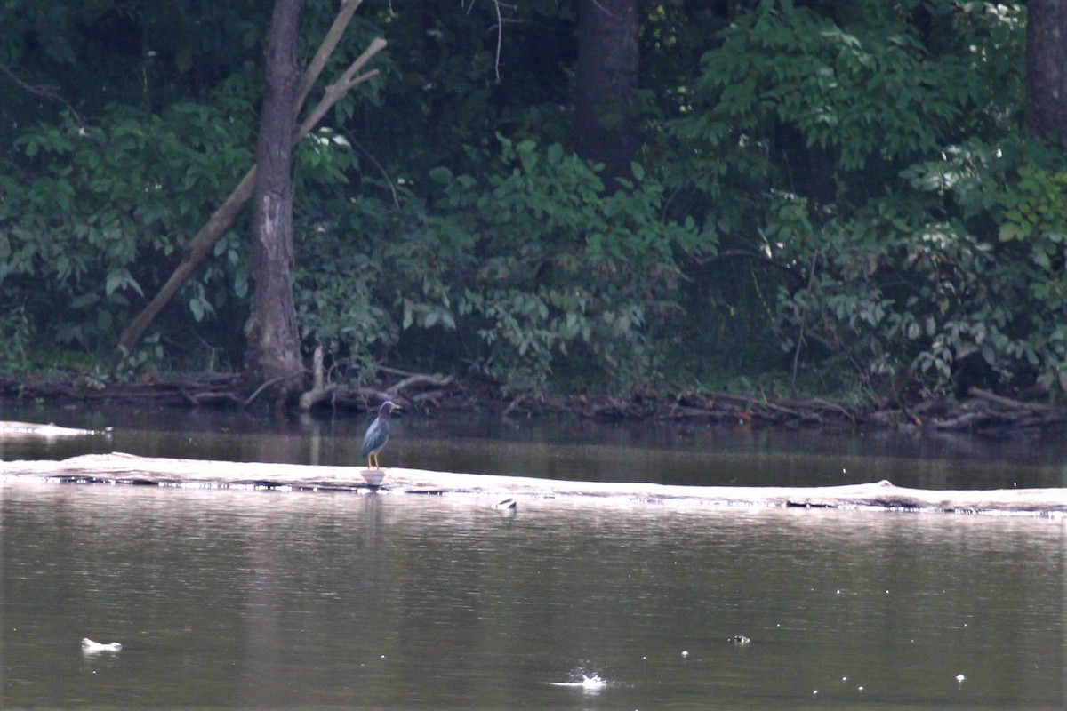 Green Heron - ML479953241