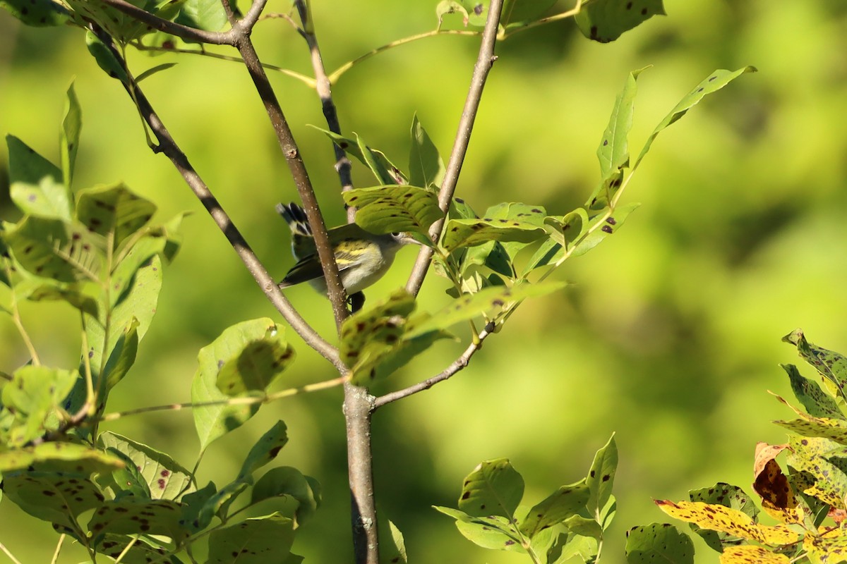 Chestnut-sided Warbler - ML479953911