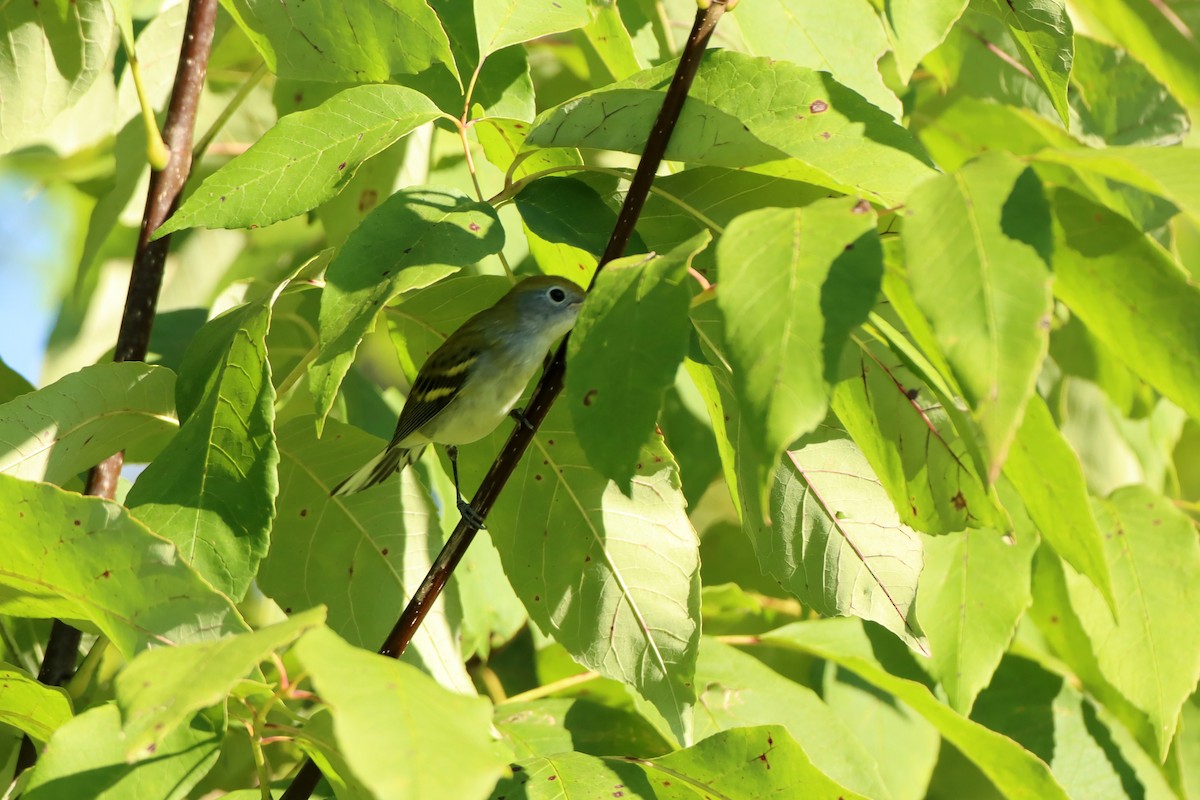 Chestnut-sided Warbler - ML479953921