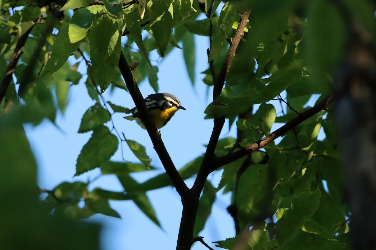 Yellow-throated Warbler - ML479953991