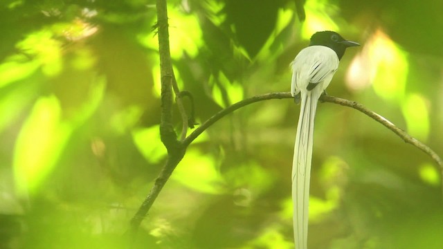 ブライスサンコウチョウ - ML479954