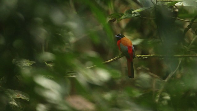 Scarlet-rumped Trogon - ML479957