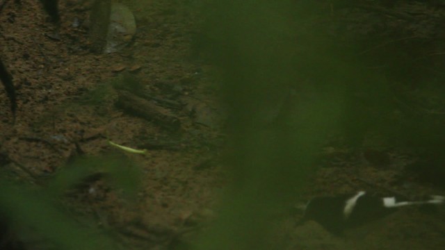 White-crowned/Bornean Forktail - ML479960