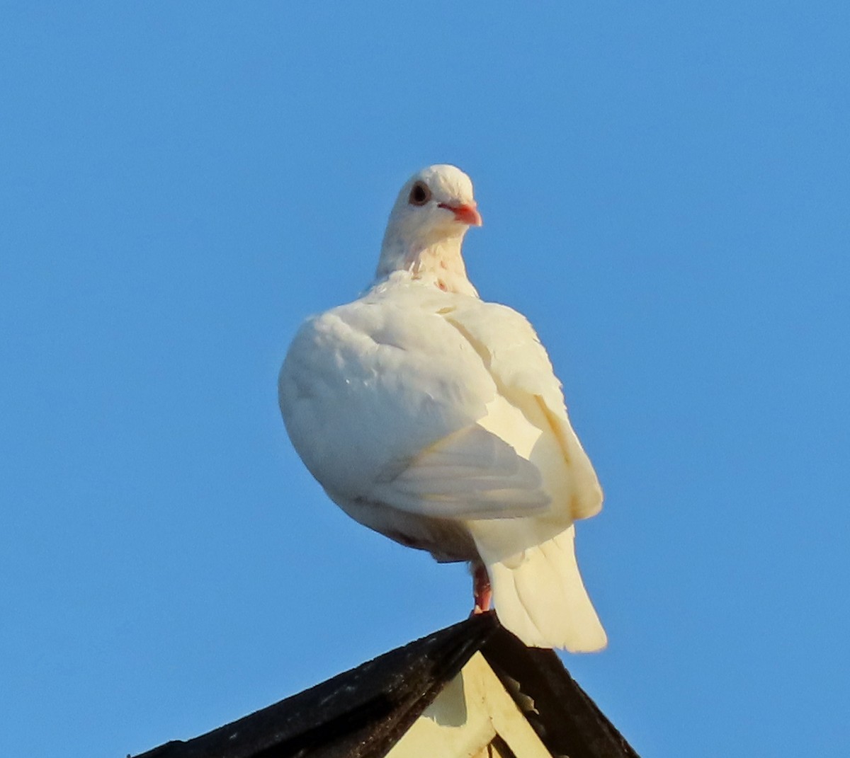 Rock Pigeon (Feral Pigeon) - ML479960231