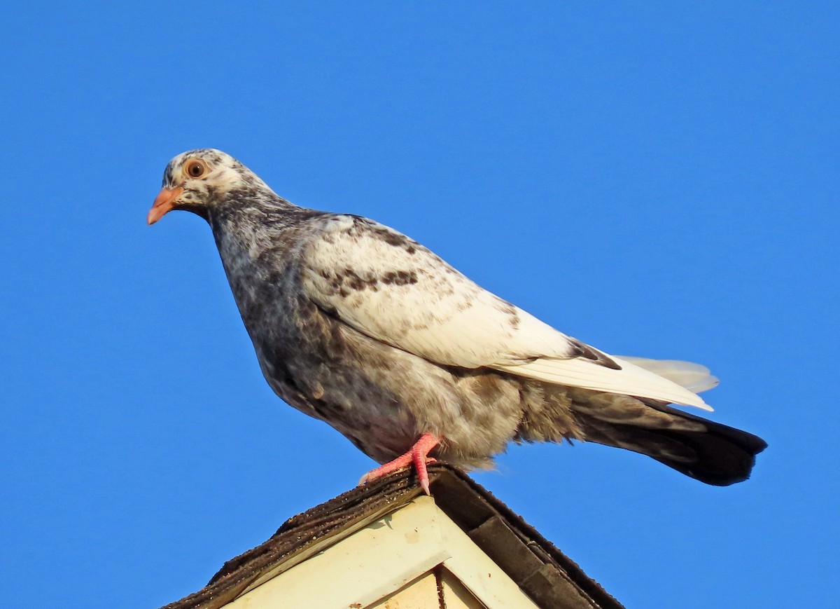 Сизый голубь (Одомашненного типа) - ML479960241