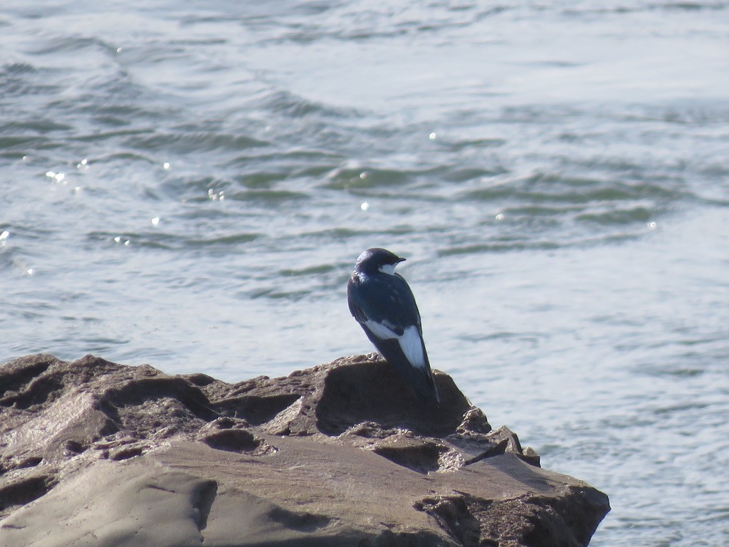 Blue-and-white Swallow - ML479960351