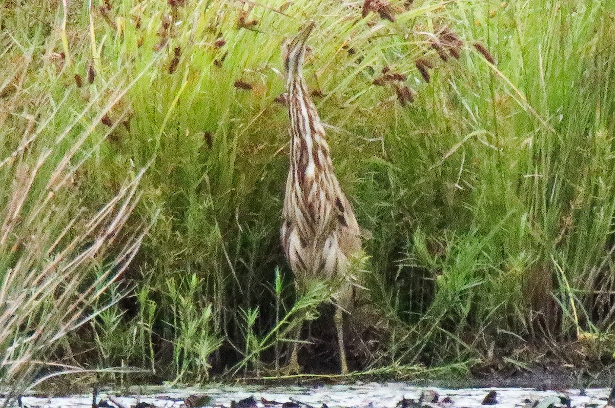 American Bittern - ML479961001