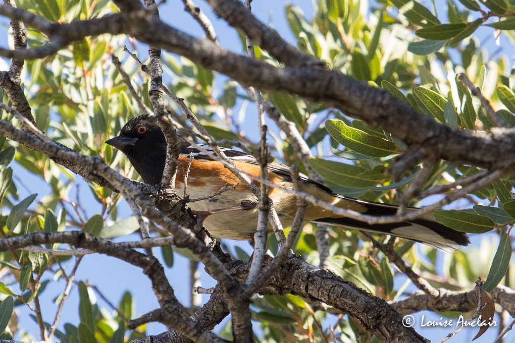 Spotted Towhee - ML47996111