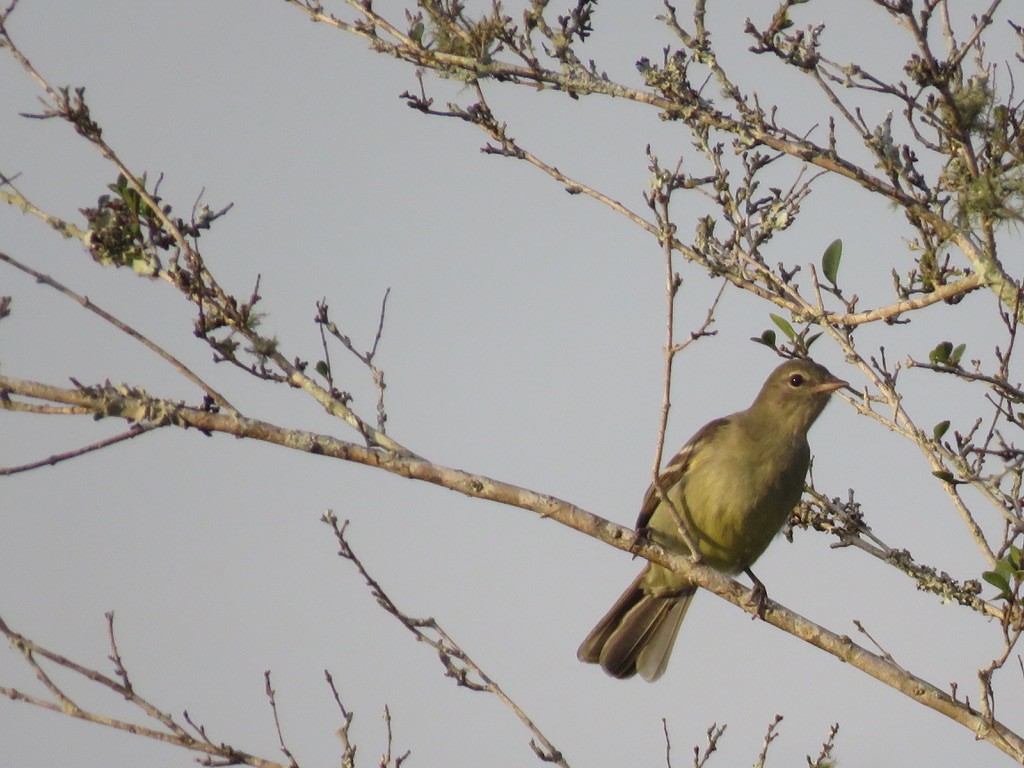 Small-headed Elaenia - Jennifer Rycenga