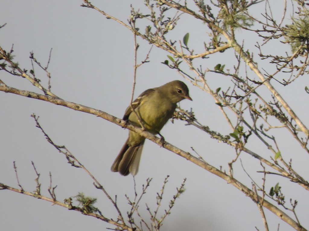 Small-headed Elaenia - Jennifer Rycenga