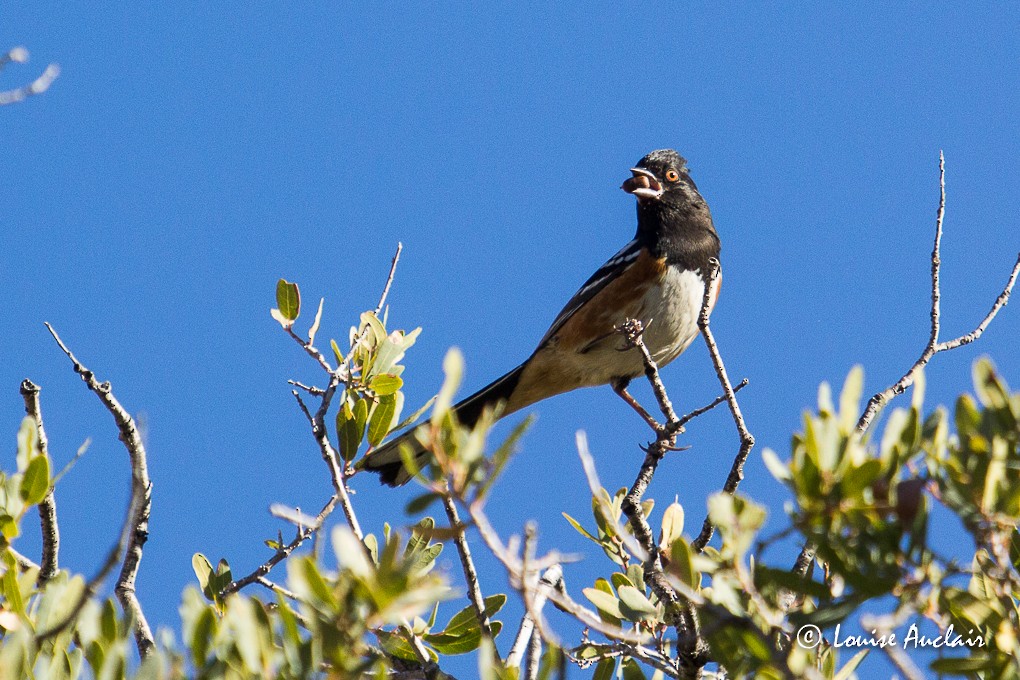 Spotted Towhee - ML47996121