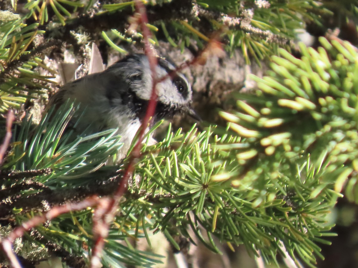 Mountain Chickadee - ML479962441