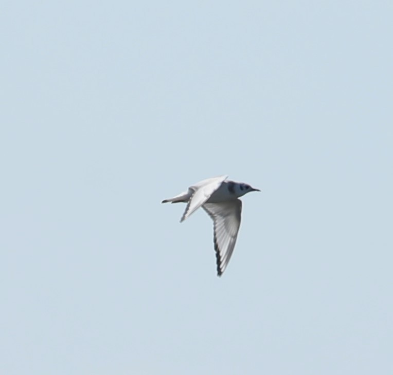 Bonaparte's Gull - ML479963321