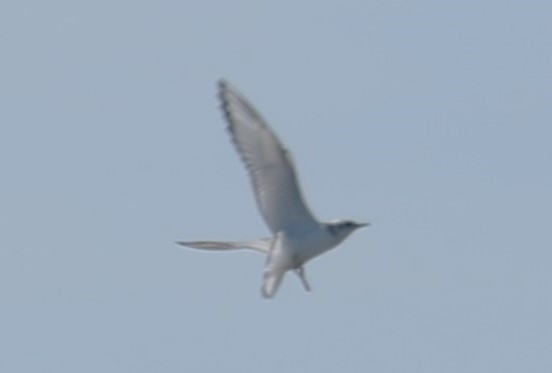 Bonaparte's Gull - ML479963371