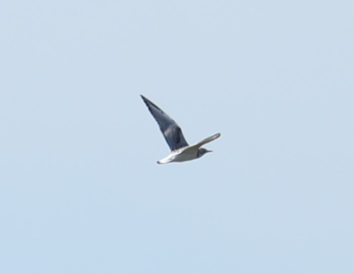 Bonaparte's Gull - ML479963381