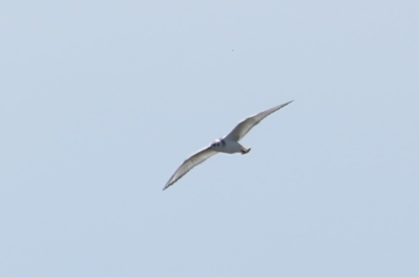 Bonaparte's Gull - ML479963401