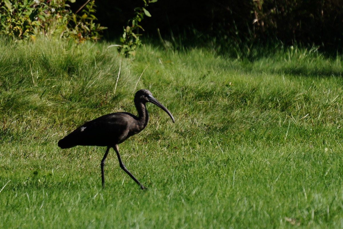 ibis hnědý - ML479963551