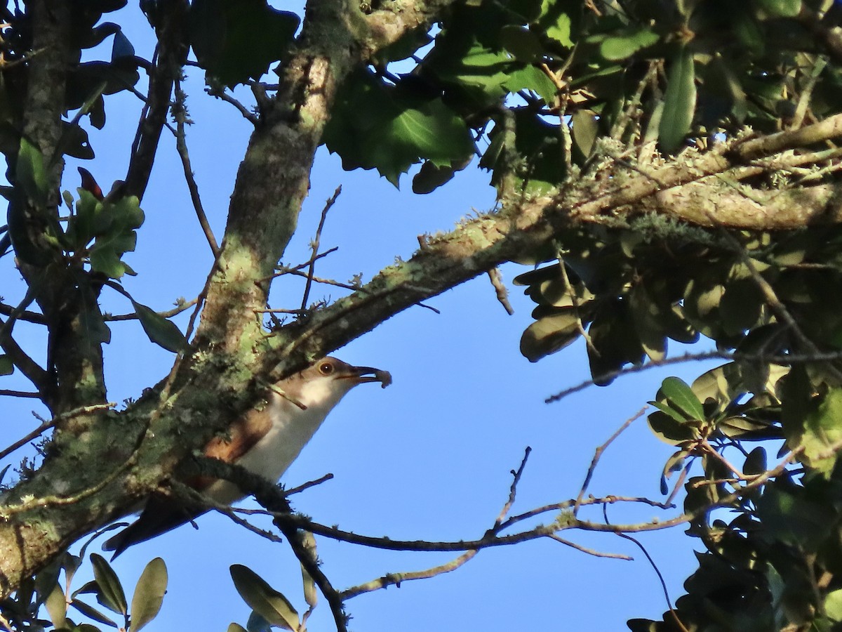 Yellow-billed Cuckoo - ML479963761