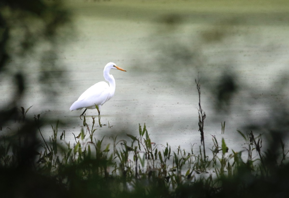 Great Egret - ML479964101