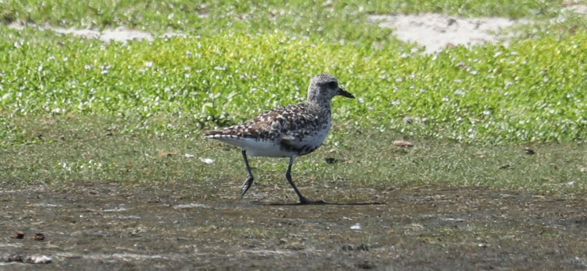 Black-bellied Plover - ML479964611