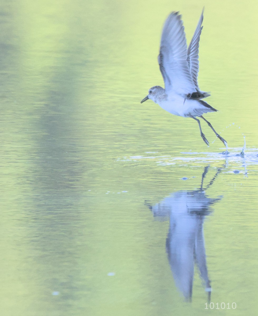 Greater Yellowlegs - ML479964631