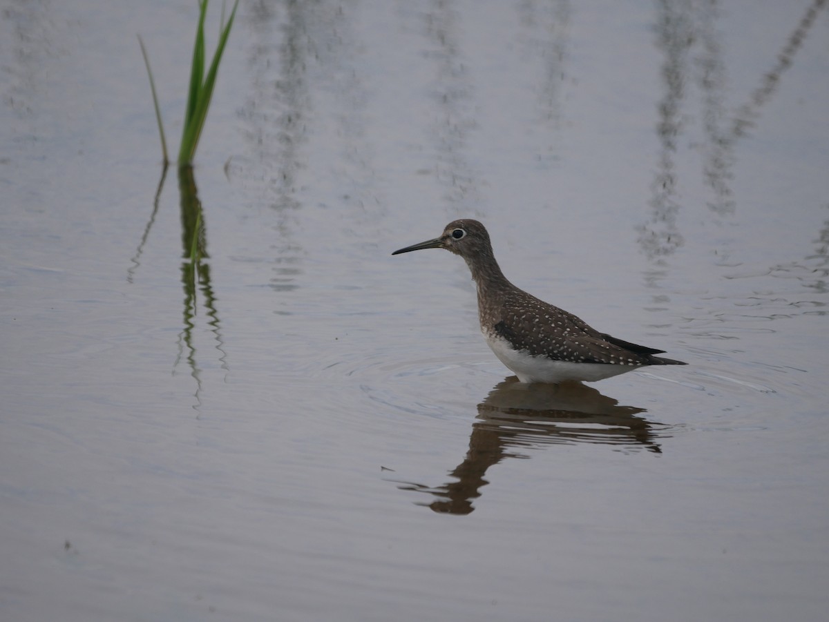 Solitary Sandpiper - Reade Everett