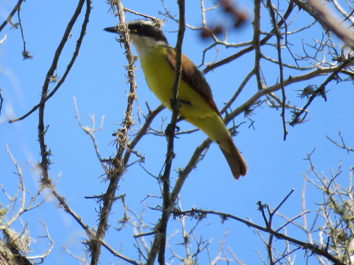 Great Kiskadee - Lynne Parks