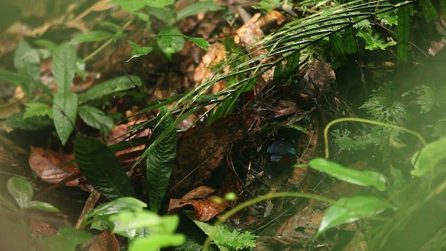 Black-crowned Pitta - ML479966