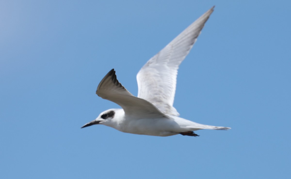 Forster's Tern - ML479966511