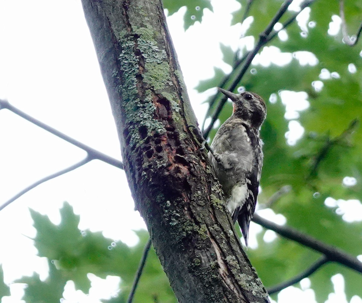 Yellow-bellied Sapsucker - ML479967711