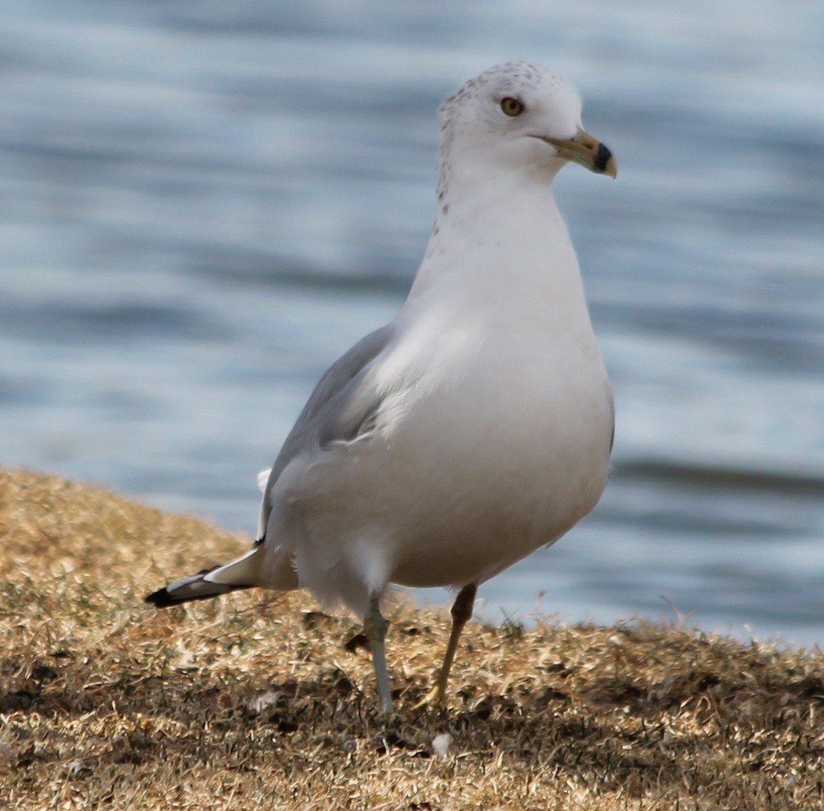 Ring-billed Gull - Lorraine Lanning