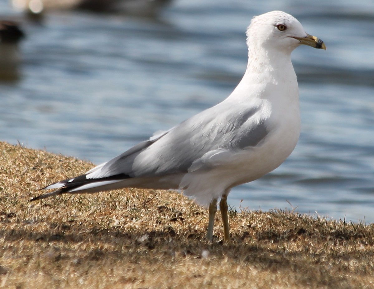 Ring-billed Gull - Lorraine Lanning