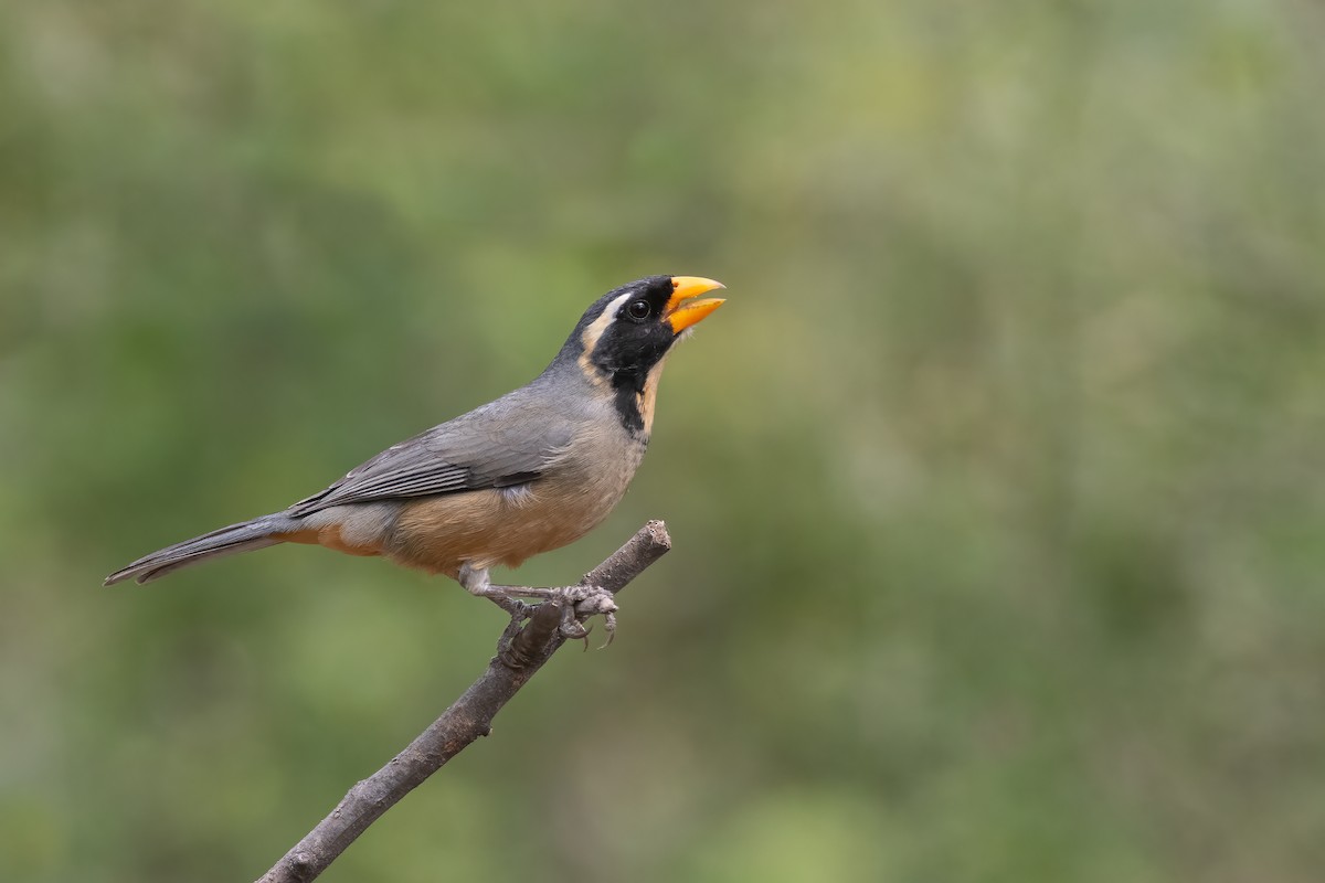 Golden-billed Saltator - ML479969771