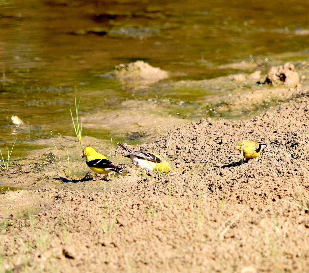 American Goldfinch - ML479971071