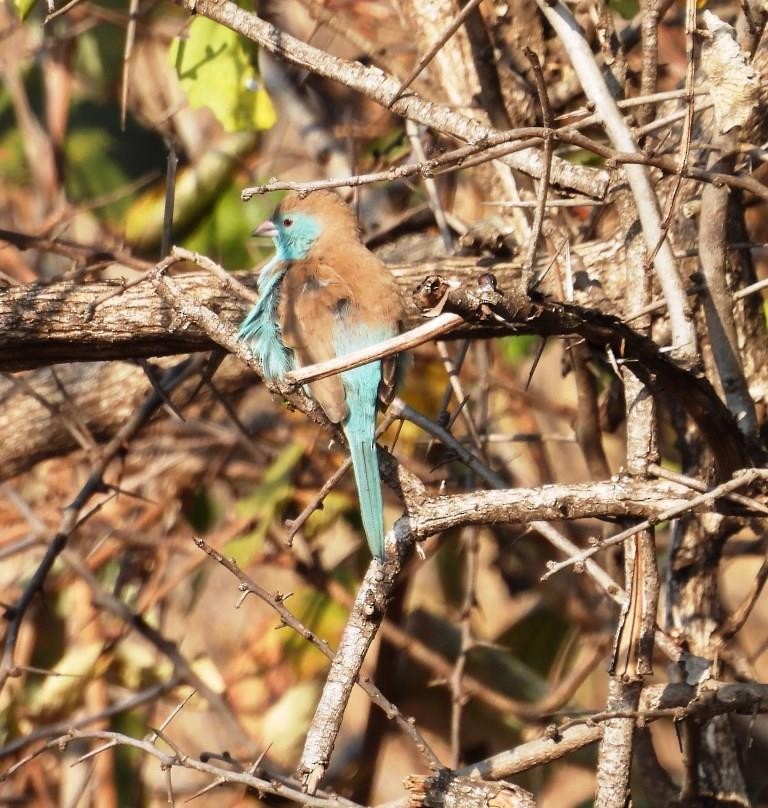 Southern Cordonbleu - ML479971301