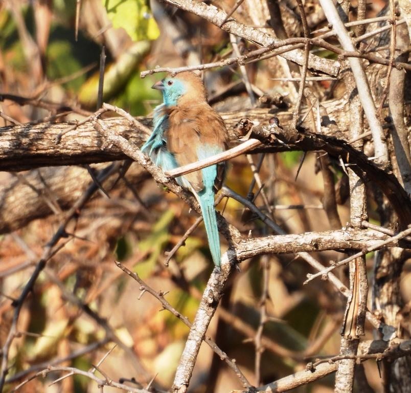 Southern Cordonbleu - ML479971311