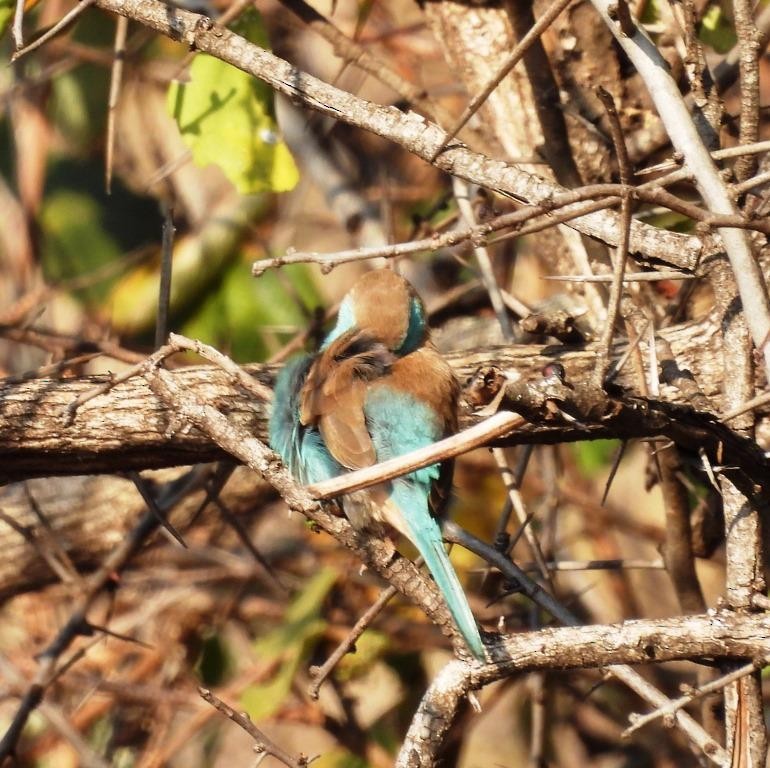 Cordonbleu d'Angola - ML479971321