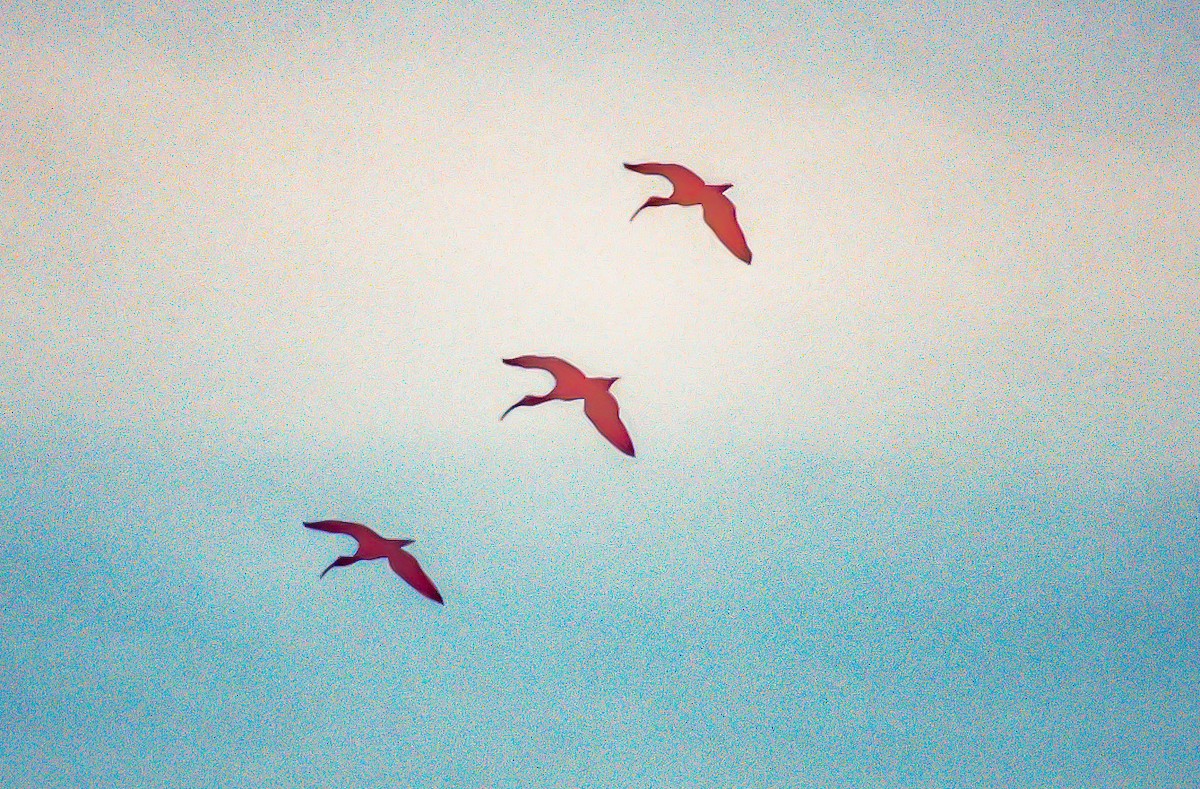 ibis rudý - ML479971521