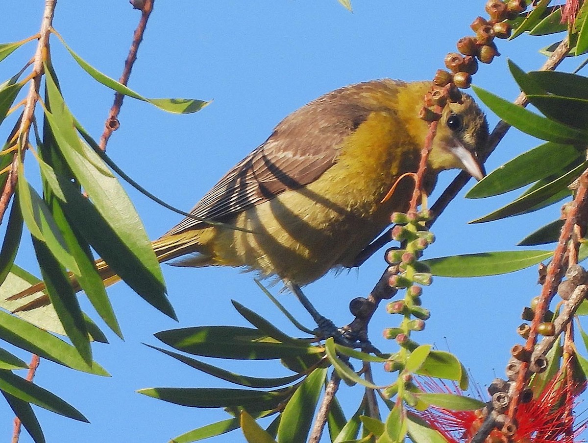 Hooded Oriole - Nick & Jane