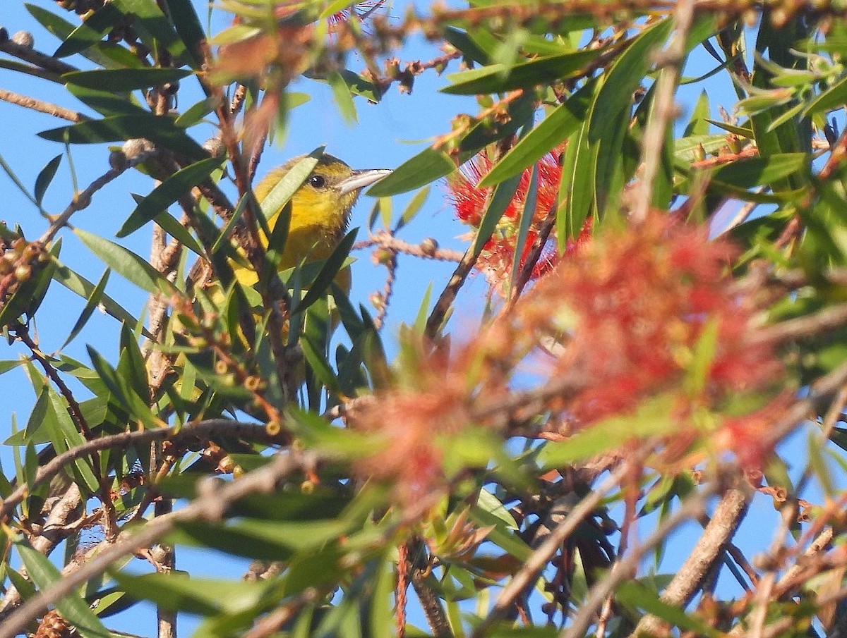 Hooded Oriole - Nick & Jane