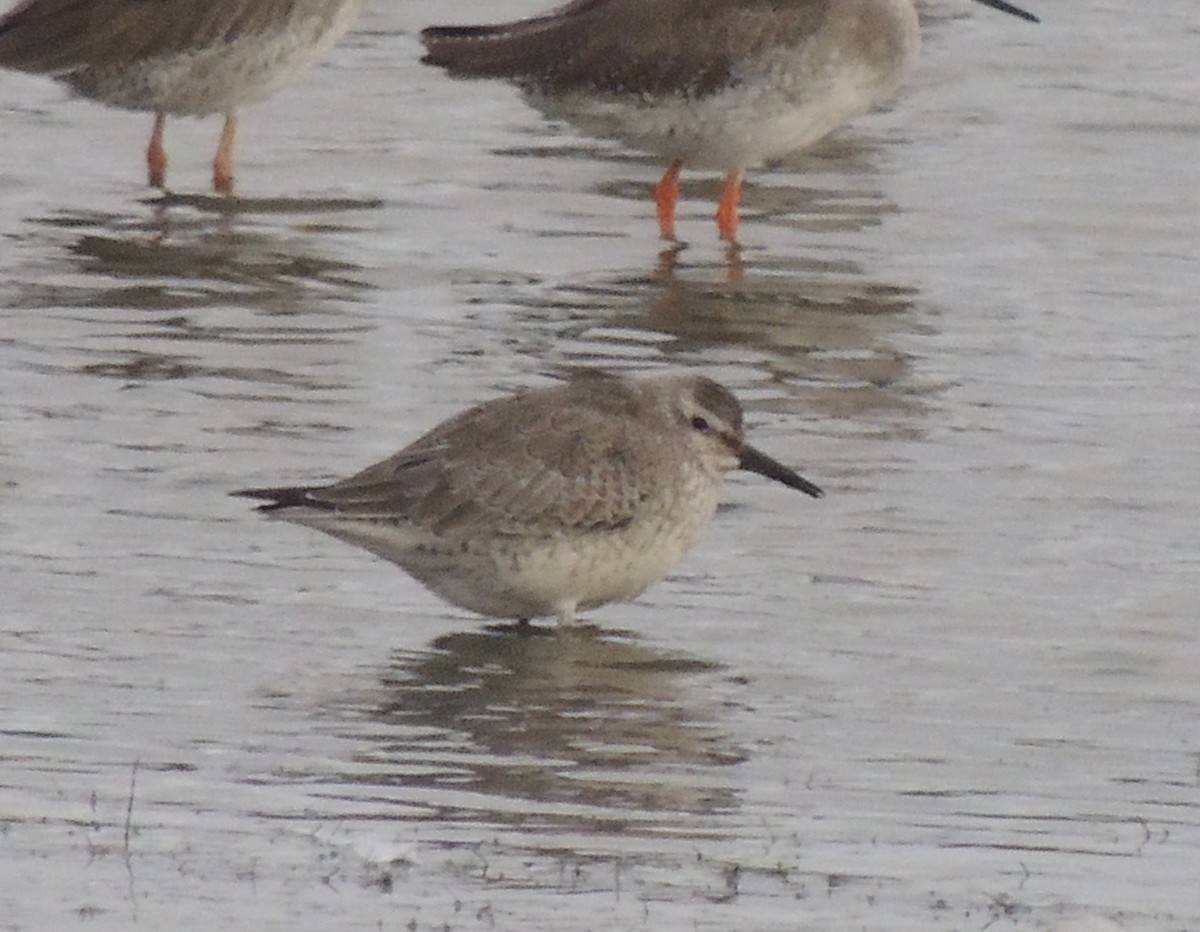 Red Knot - ML479973751