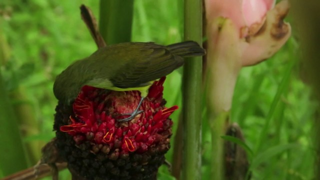 Little Spiderhunter - ML479974