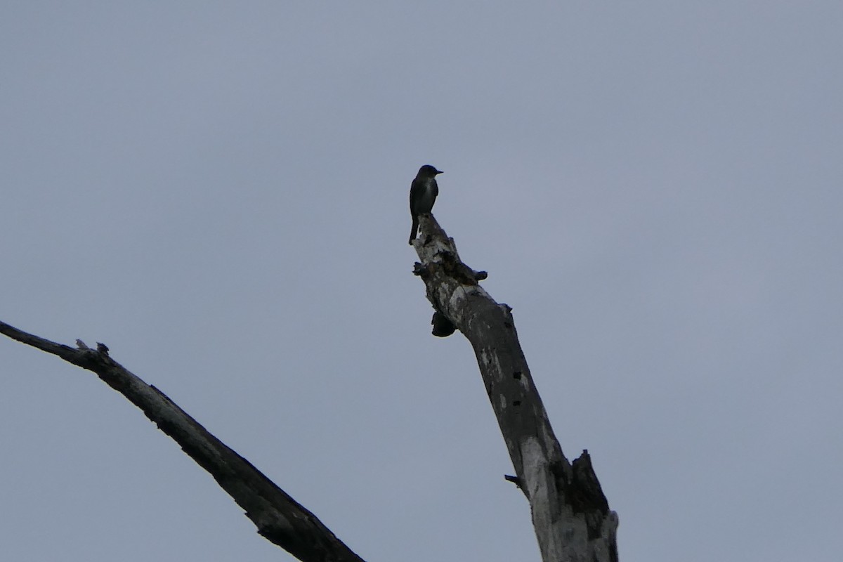 Olive-sided Flycatcher - Mark Brazzil