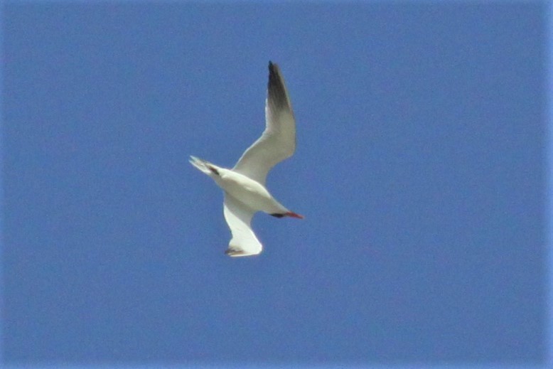 Caspian Tern - mario balitbit