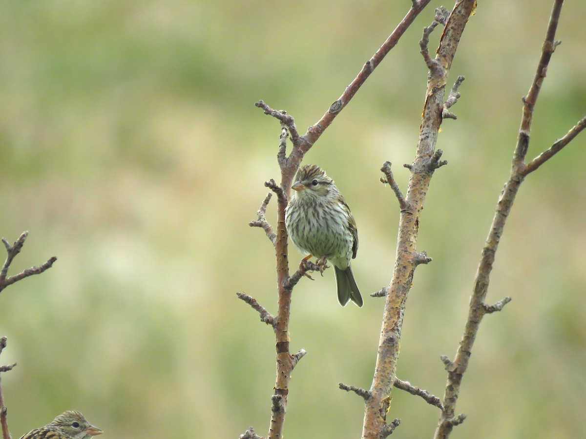 Chipping Sparrow - Ken Orich