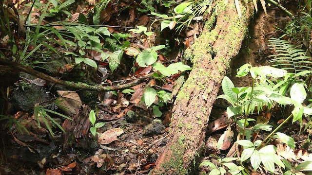 Black-crowned Pitta - ML479977